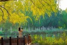 金币抢庄牛牛软件下载-金币抢庄牛牛软件下载，娱乐与风险并存的游戏世界